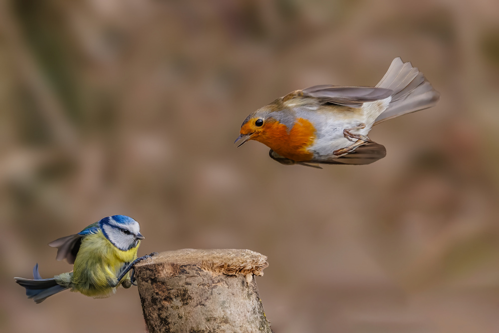 Robin attack von David Bennion