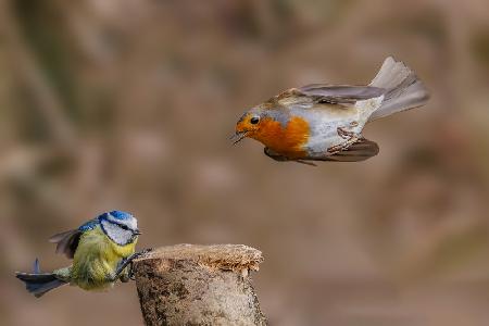 Robin attack