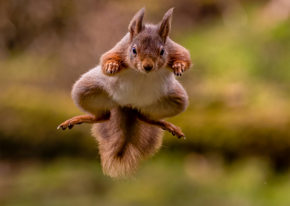 Red Squirrel jumping von David Bennion