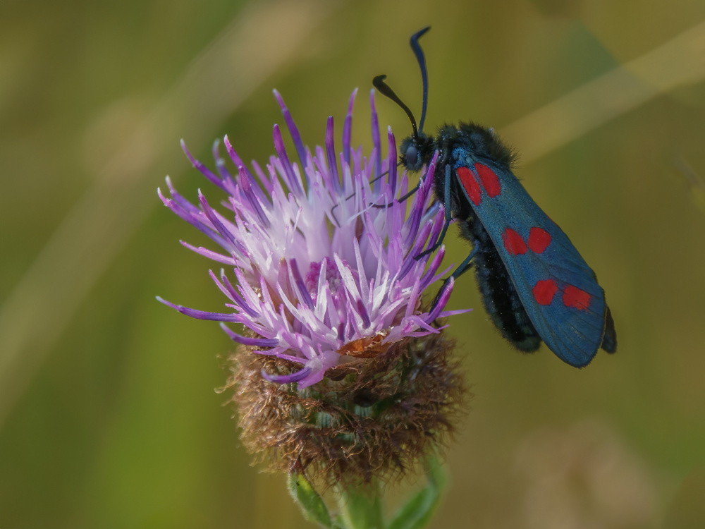 Six spot Burnett moth von David Bennion