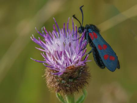 Six spot Burnett moth