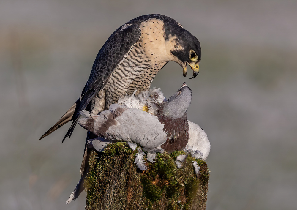 Peregrine Falcon with prey von David Bennion