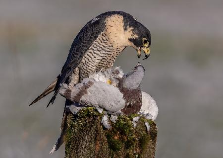 Peregrine Falcon with prey