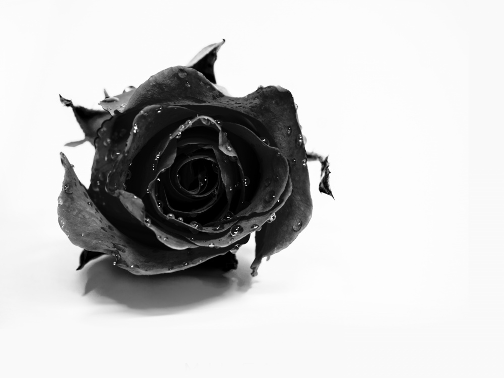 Rose Noir von David Drake