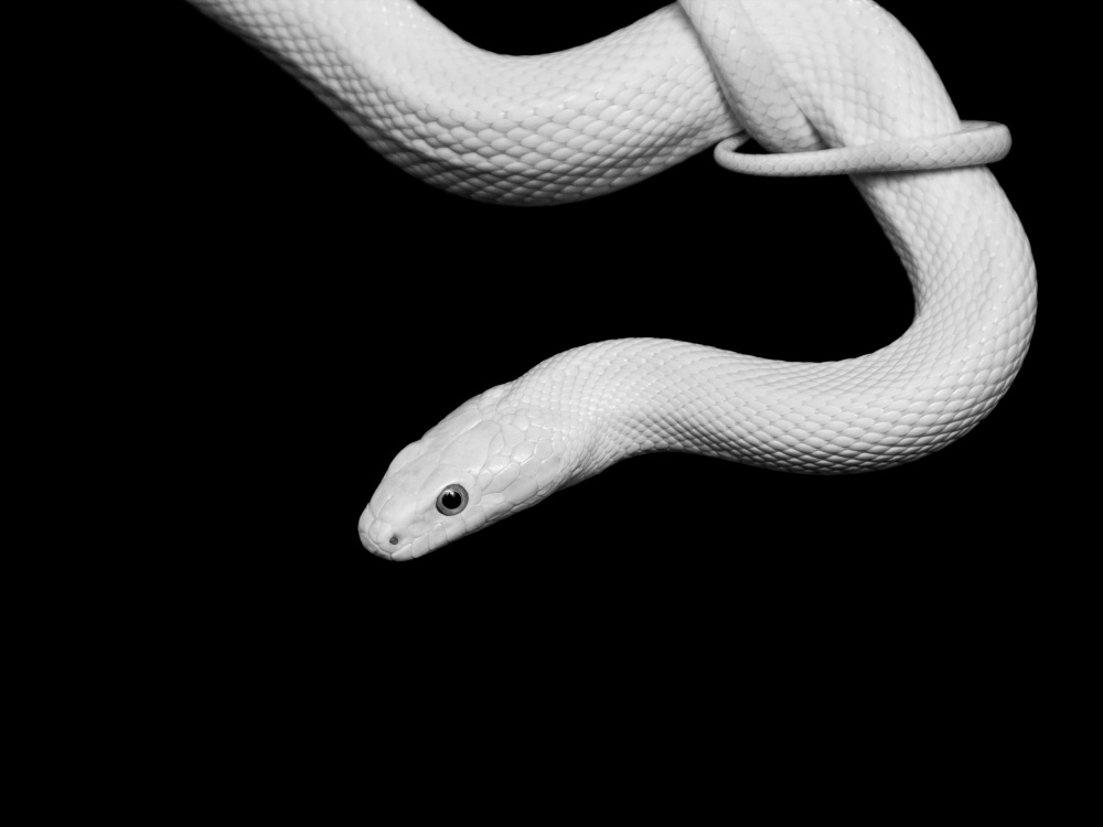 Serpent Blanc von David Drake