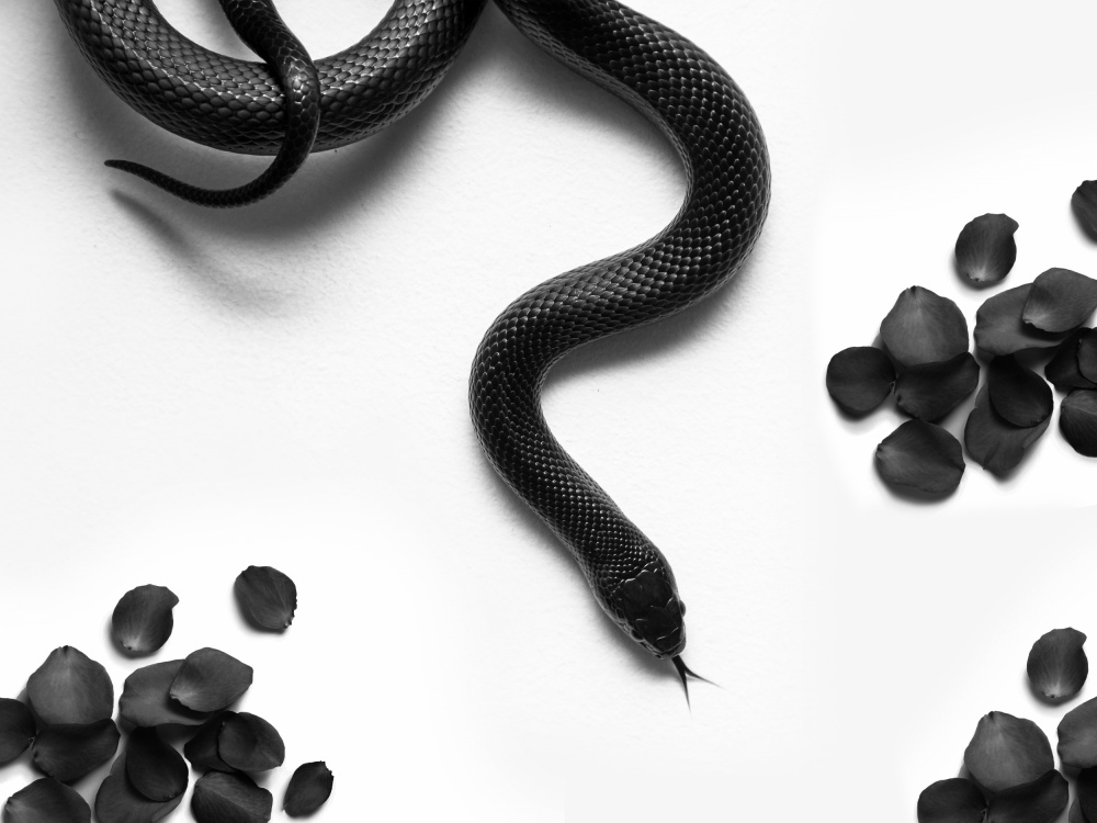 Black Snake Roam von David Drake