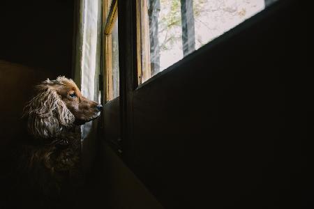 Toby patiently waiting for my mum to come back home.