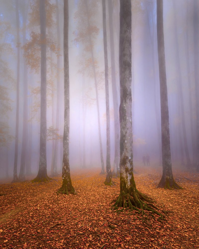 Lost In The Fog von David Fazaeli