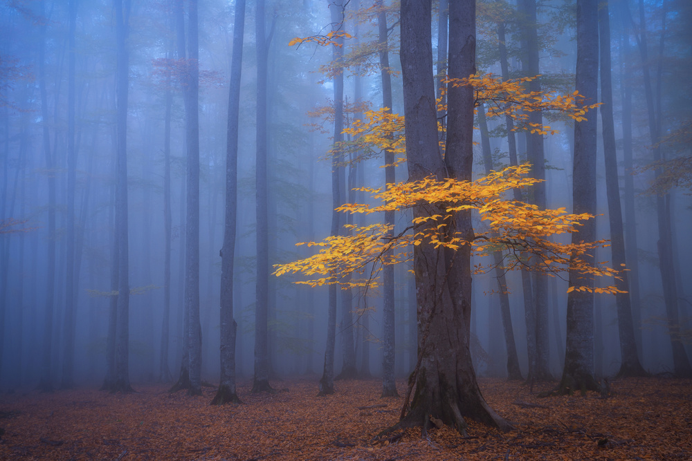 Foggy Forest von David Fazaeli