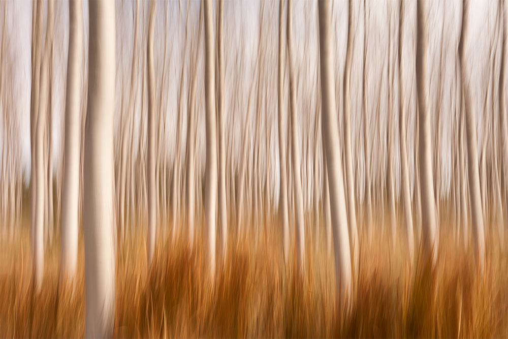 Spring Impressions in a Poplar Fields von David Frutos