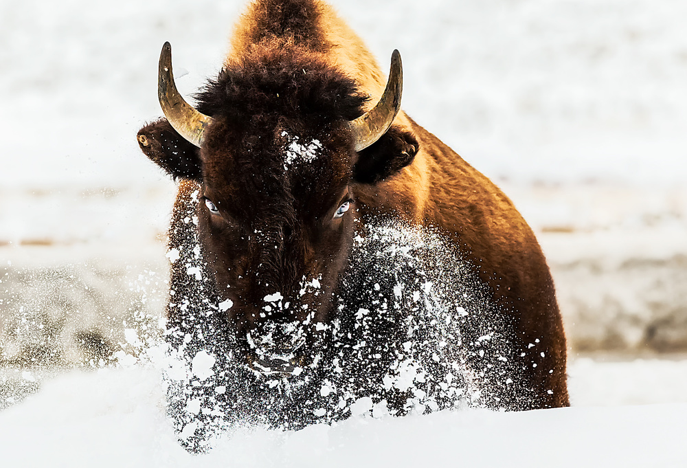 Bison in Action von David Hua