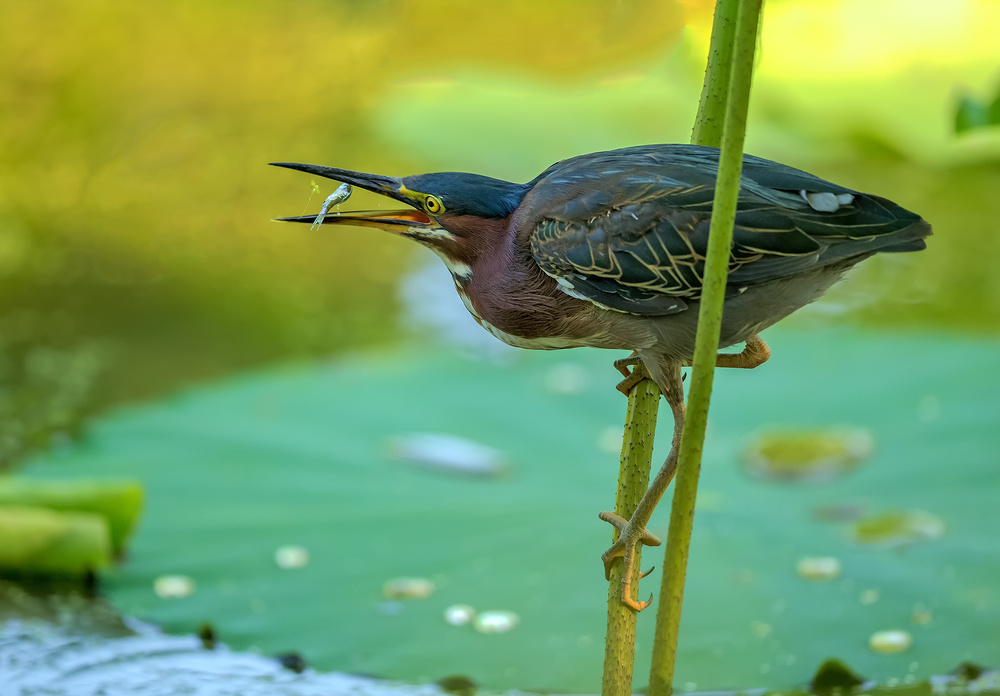 The Green Heron von David Hua