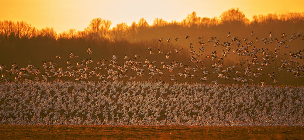 The Magic Formation in Golden Light von David Hua