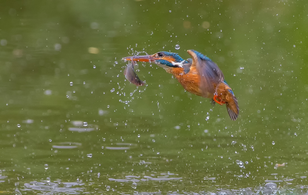 Kingfisher von David Hua