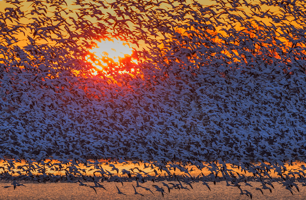 Snow Geese Flying in Sunrise von David Hua