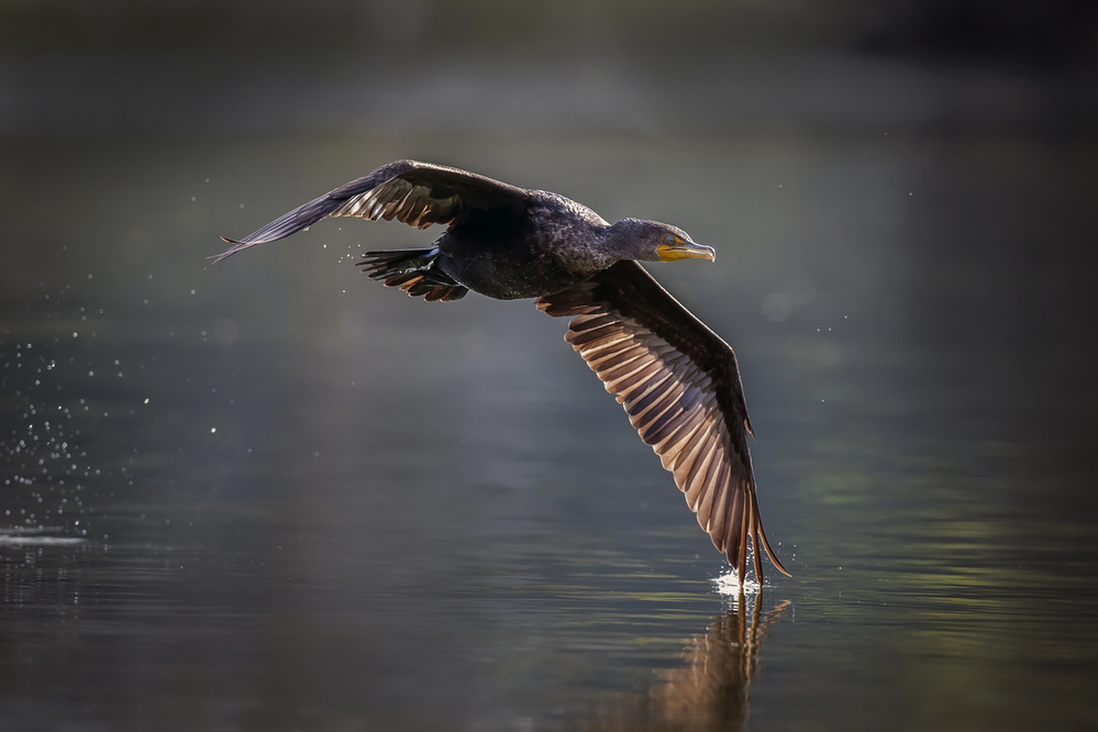 Double-crested Cormorant von David H Yang