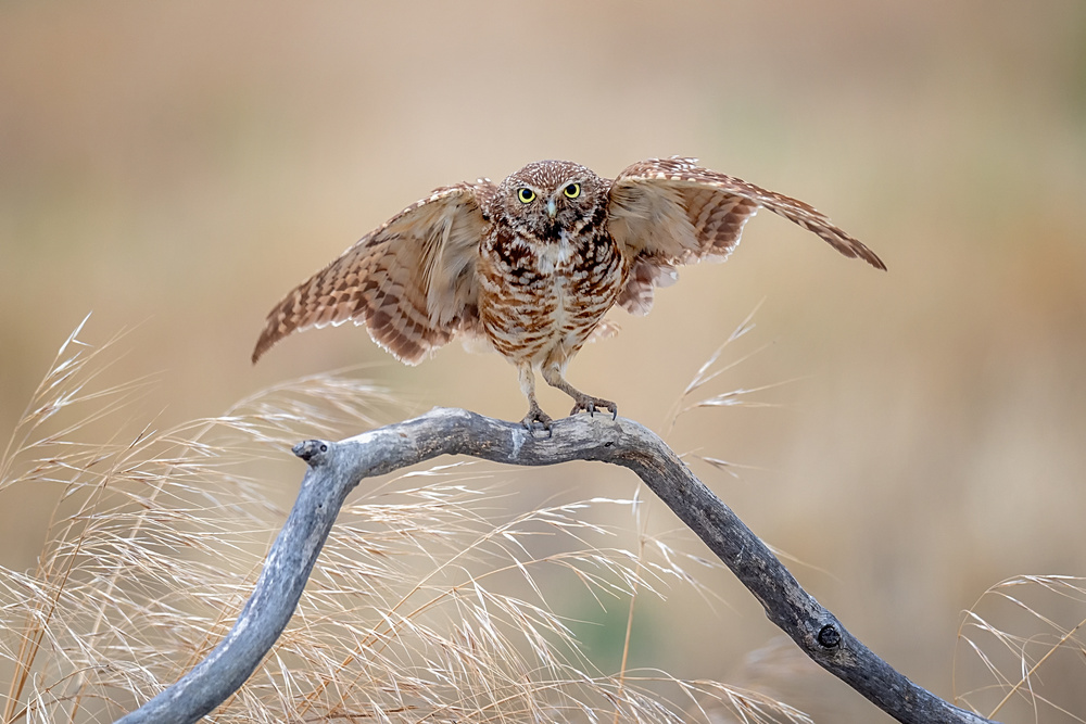 Balance von David H Yang