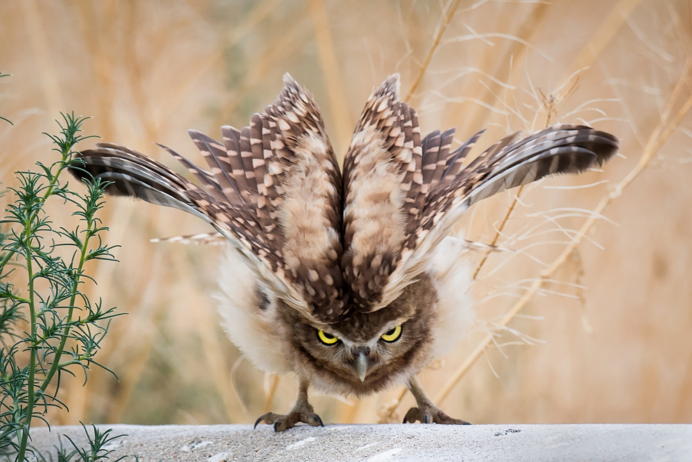 Watching You von David H Yang