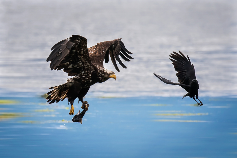 Crow Intercepting Bald Eagle von David H Yang