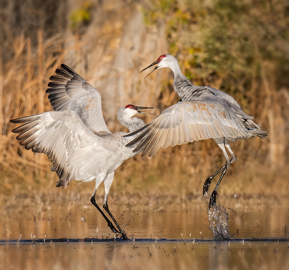 pas de deux von David H Yang