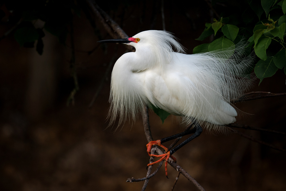 Snowy Egret von David H Yang