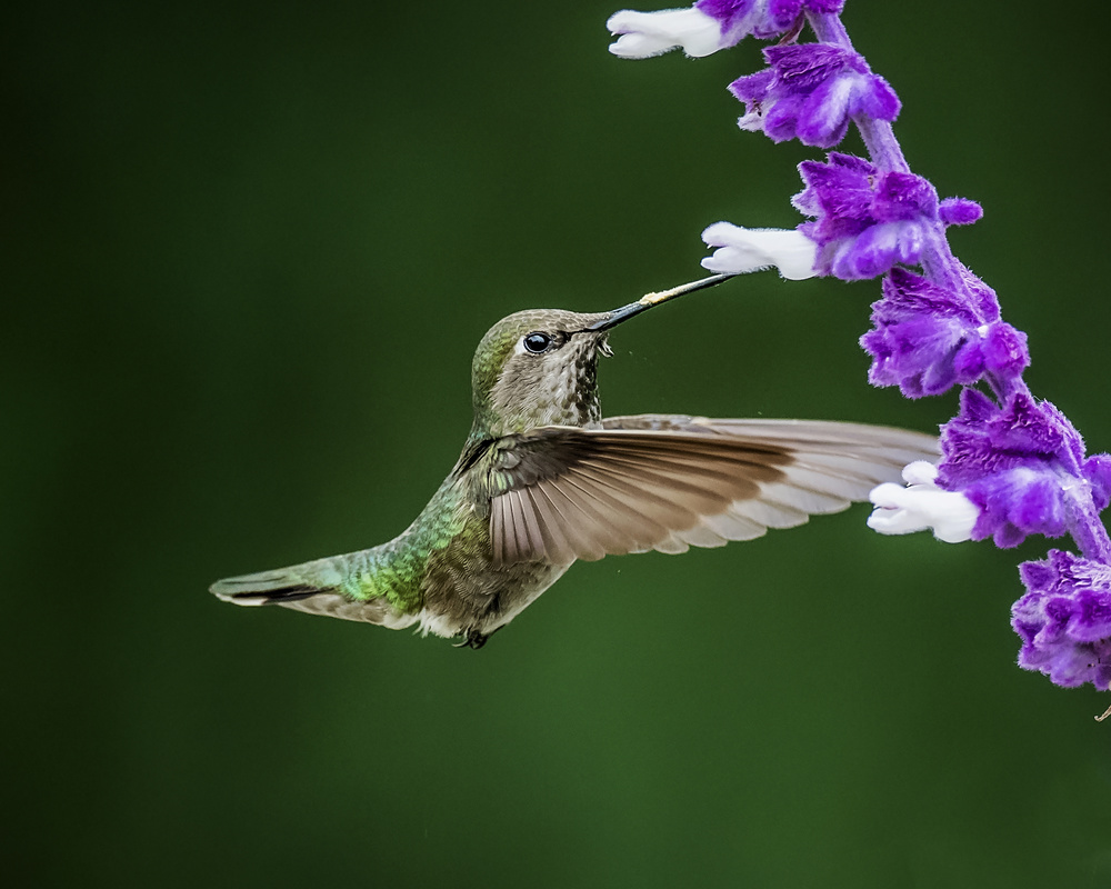 Black-chinned Hummingbird von David H Yang