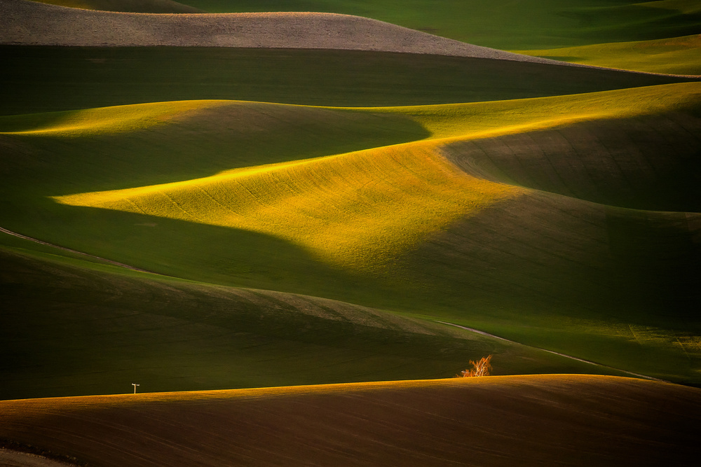 Pole &amp; Tree von David H Yang