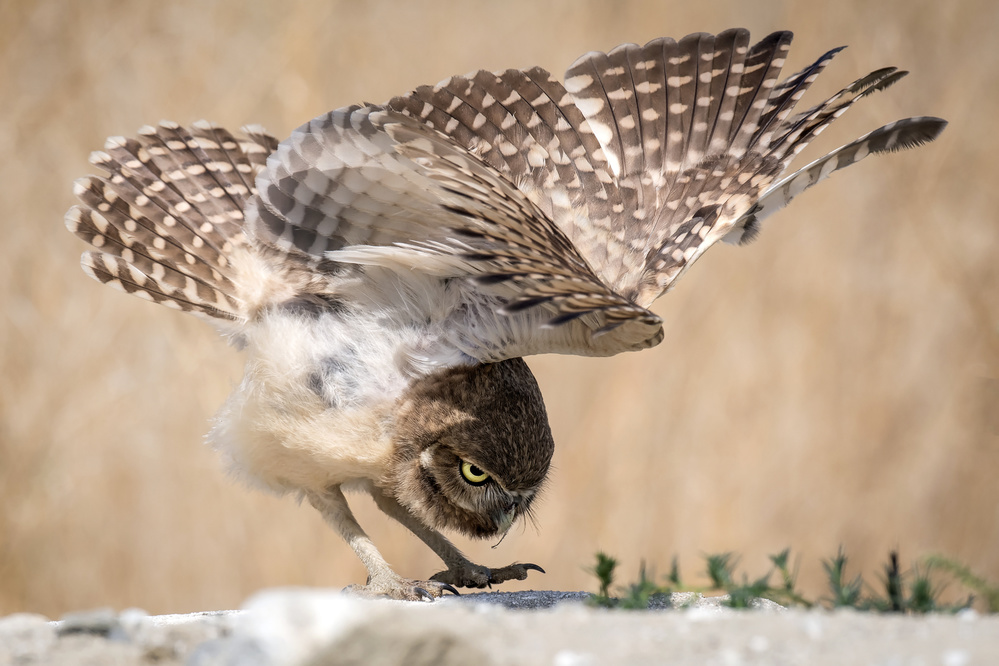 Taking A Bow von David H Yang