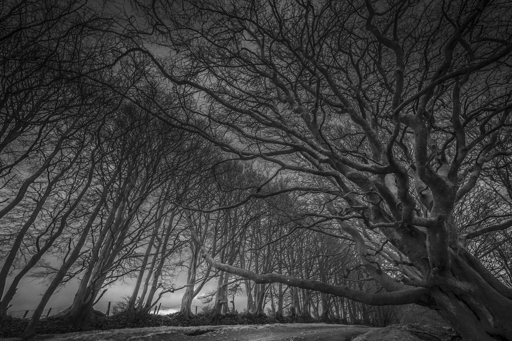 Quantock Avenue of trees von David Leyland