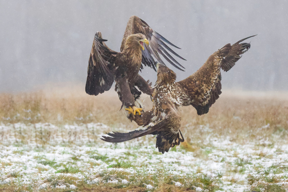 Eagle fights von David Manusevich