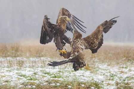 Eagle fights