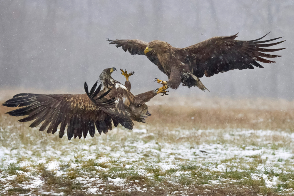 	 Eagle fights von David Manusevich