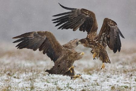 Eagle fights