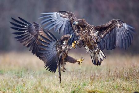 Eagle fights