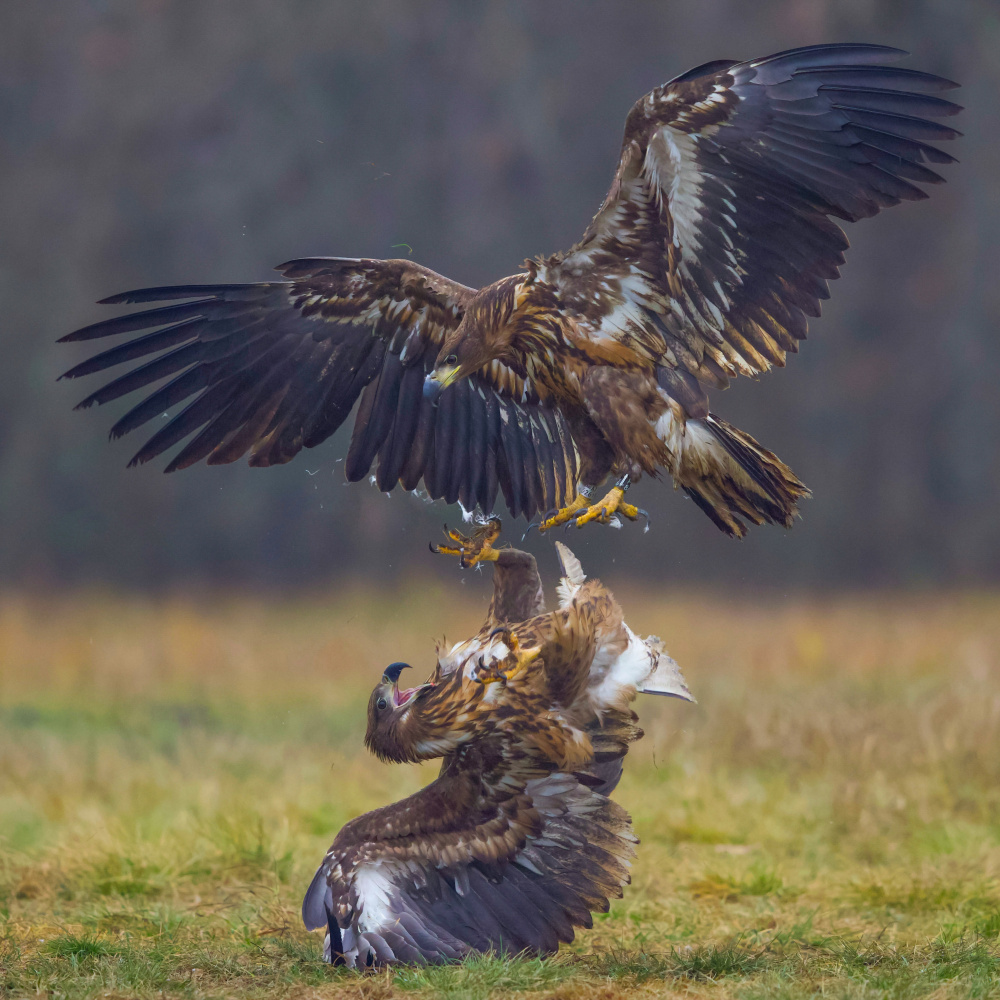 Eagle fights von David Manusevich