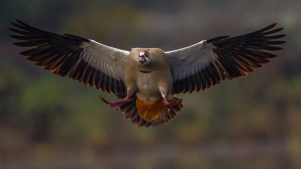 Egyptian Goose von David Manusevich