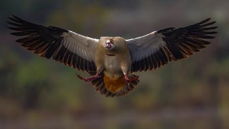 Egyptian Goose