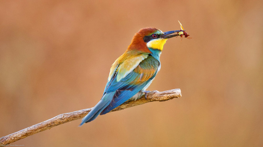 Bee-eater von David Manusevich