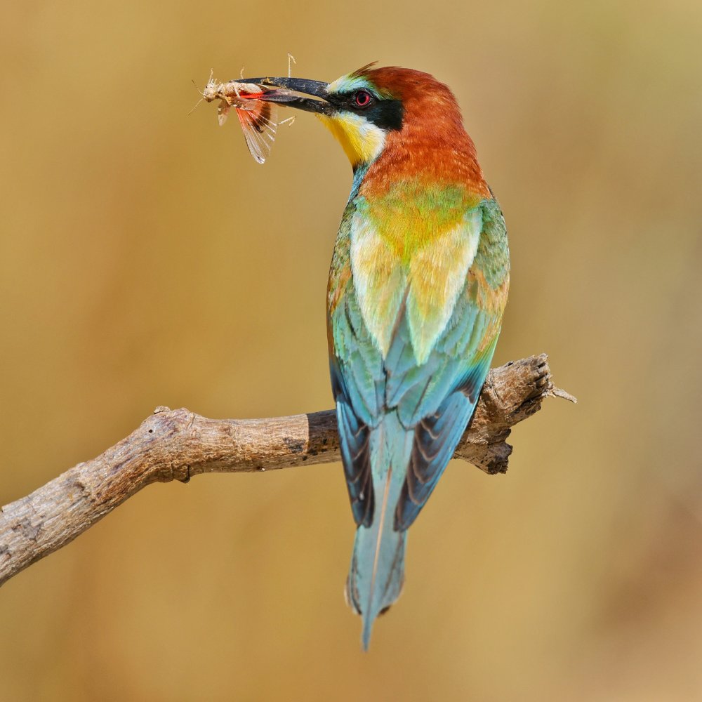 Bee-eater von David Manusevich