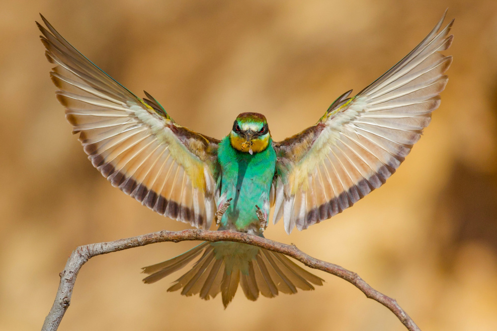 Bee-eater von David Manusevich