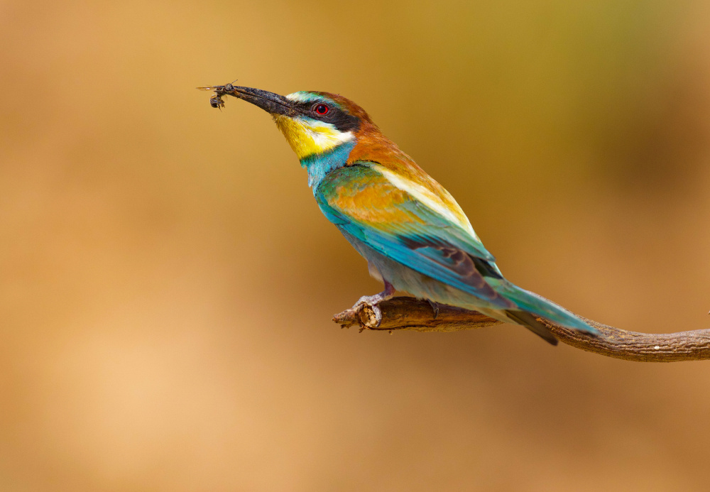 Bee-eater von David Manusevich