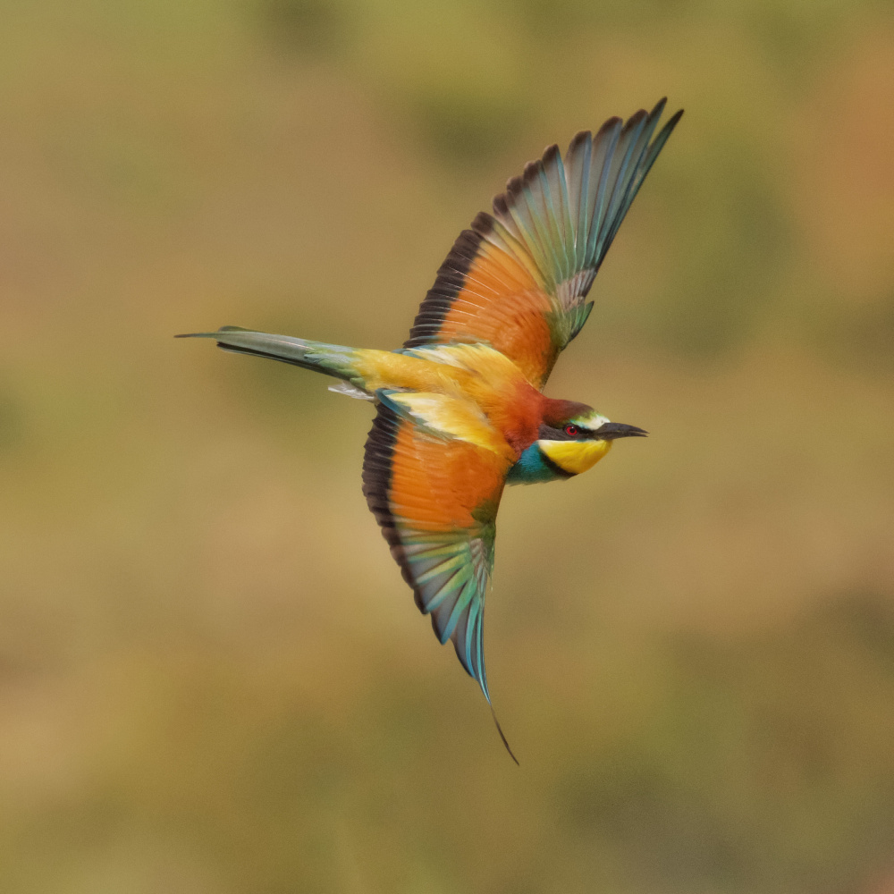 Bee-eater von David Manusevich