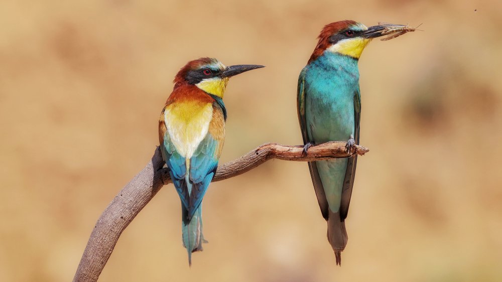 Bee-eaters von David Manusevich