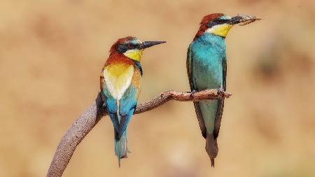 Bee-eaters