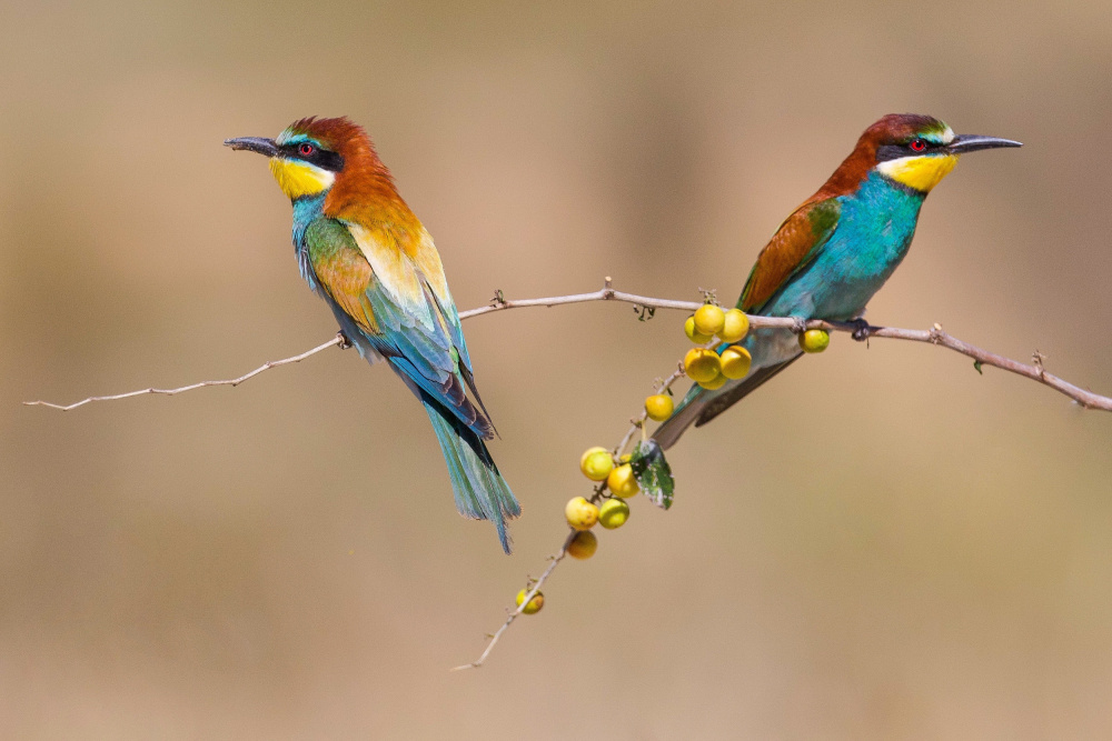 Bee-eaters von David Manusevich