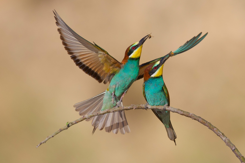 Bee-eaters von David Manusevich