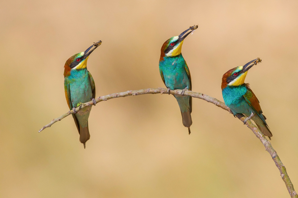 Bee-eaters von David Manusevich