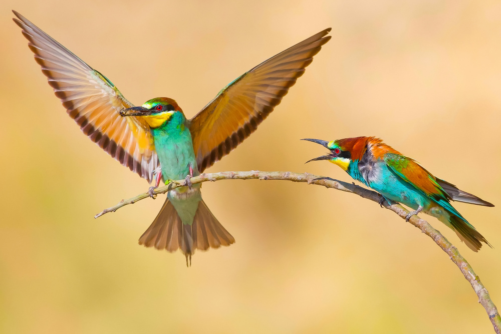 Bee-eaters von David Manusevich