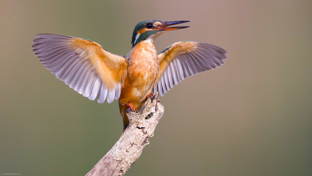 Kingfisher von David Manusevich