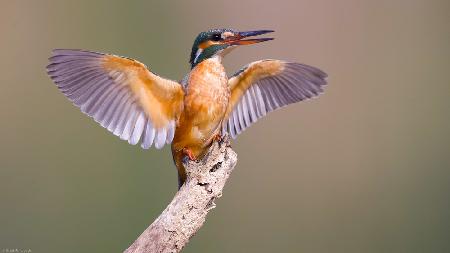 Kingfisher